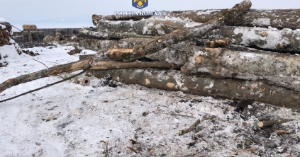 Ditrói férfit bírságoltak meg Gyergyóalfaluban, mert kísérőlevél nélkül szállított fát